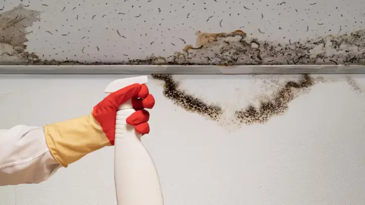 Gloved hand with a spray bottle beside a line of mold along the top of a wall