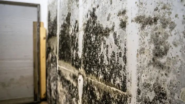 Dark mold growth on a basement wall beside a doorway