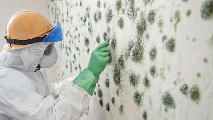 Technician in a hard hat and mask inspecting green mold spots on a wall