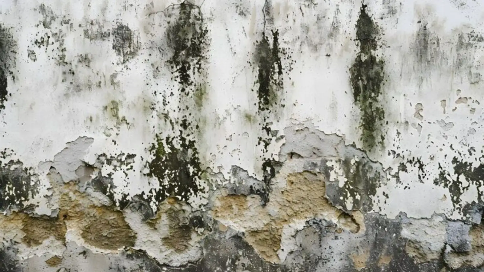Black and green mold spreading across a stained wall